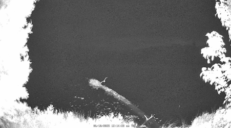 Image from 2025-06-10