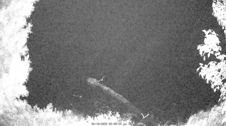 Image from 2025-06-10