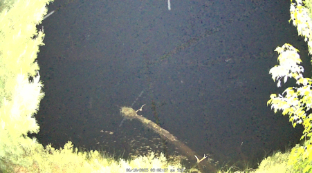 Image from 2025-06-10