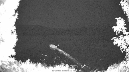 Image from 2025-06-10