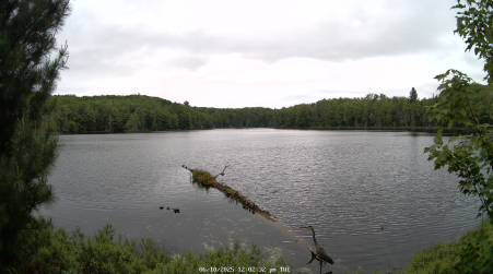 Image from 2025-06-10