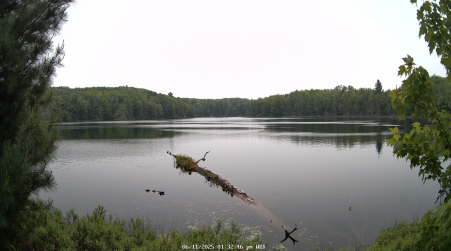 Image from 2025-06-11