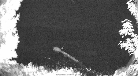 Image from 2025-06-12