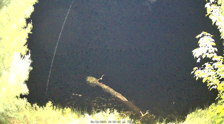 Image from 2025-06-12