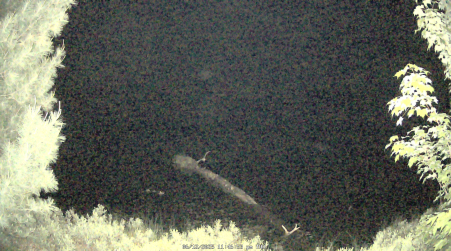 Image from 2025-06-12
