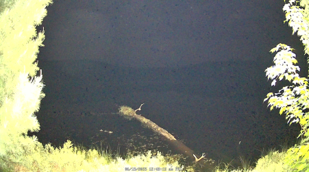Image from 2025-06-13