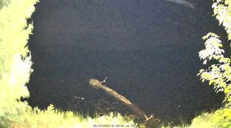 Image from 2025-06-13