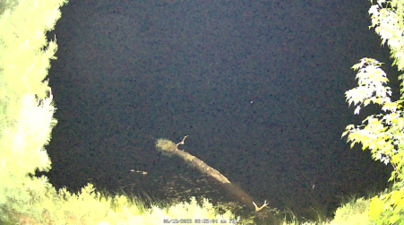 Image from 2025-06-13