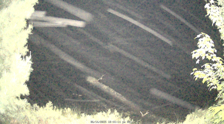 Image from 2025-06-14