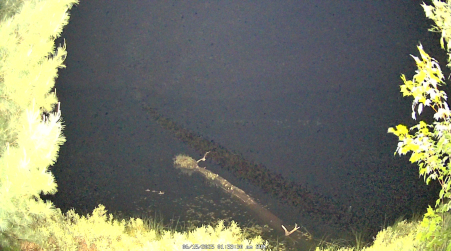 Image from 2025-06-15