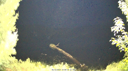 Image from 2025-06-15
