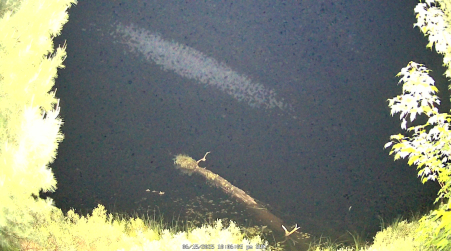 Image from 2025-06-15