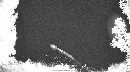 Image from 2025-06-15