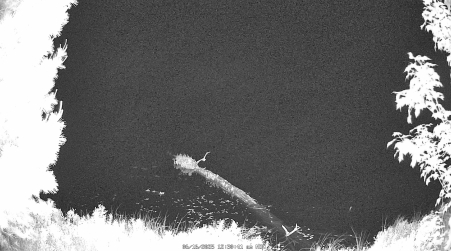 Image from 2025-06-16