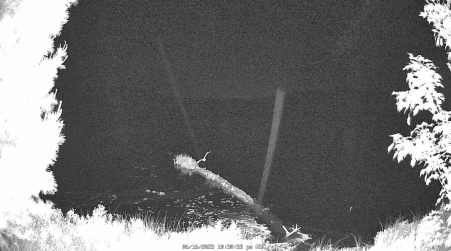 Image from 2025-06-16