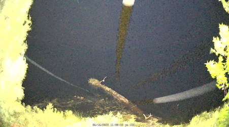 Image from 2025-06-16