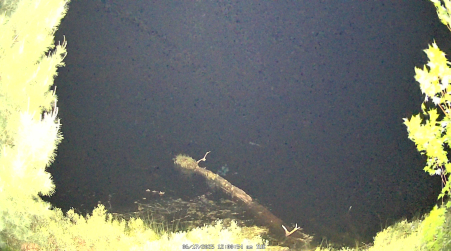 Image from 2025-06-17