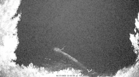 Image from 2025-06-17