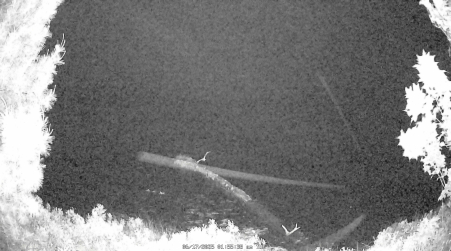 Image from 2025-06-17