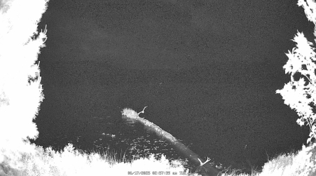 Image from 2025-06-17