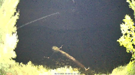Image from 2025-06-17