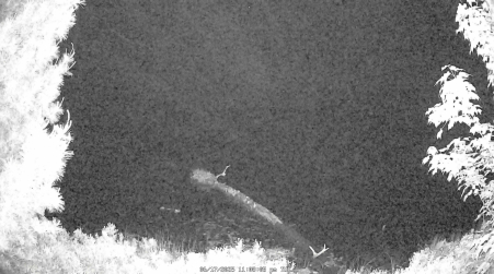 Image from 2025-06-17