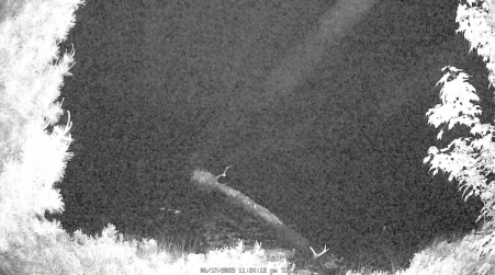 Image from 2025-06-17