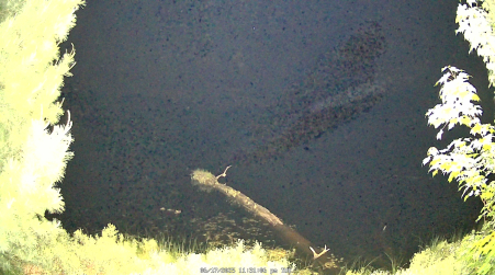 Image from 2025-06-17
