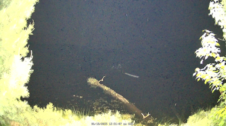 Image from 2025-06-18