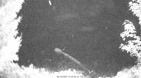 Image from 2025-06-19