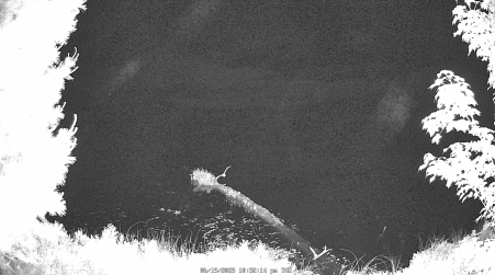 Image from 2025-06-19