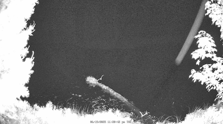 Image from 2025-06-19