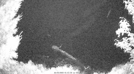 Image from 2025-06-25