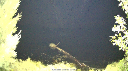 Image from 2025-06-29
