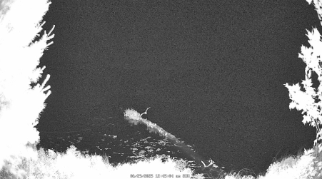 Image from 2025-06-29