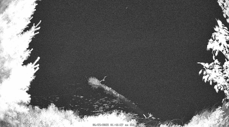 Image from 2025-06-29