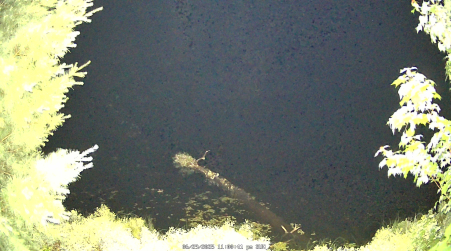Image from 2025-06-29