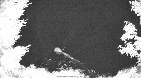 Image from 2025-06-29