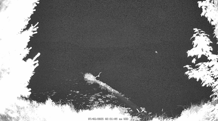 Image from 2025-07-02