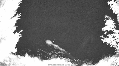 Image from 2025-07-03