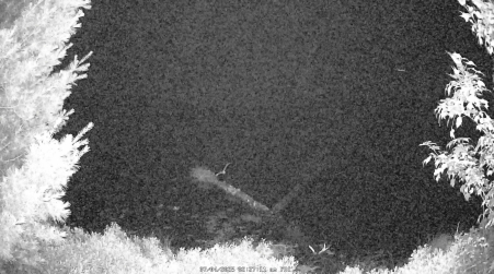 Image from 2025-07-04