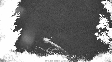 Image from 2025-07-06