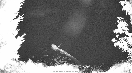 Image from 2025-07-06