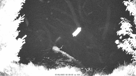 Image from 2025-07-06