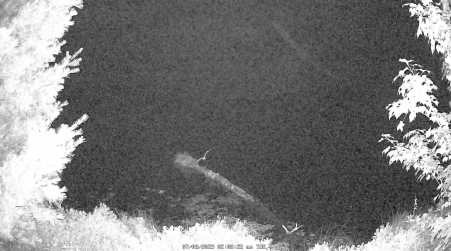 Image from 2025-07-08