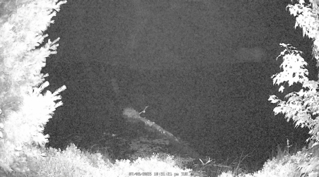 Image from 2025-07-08